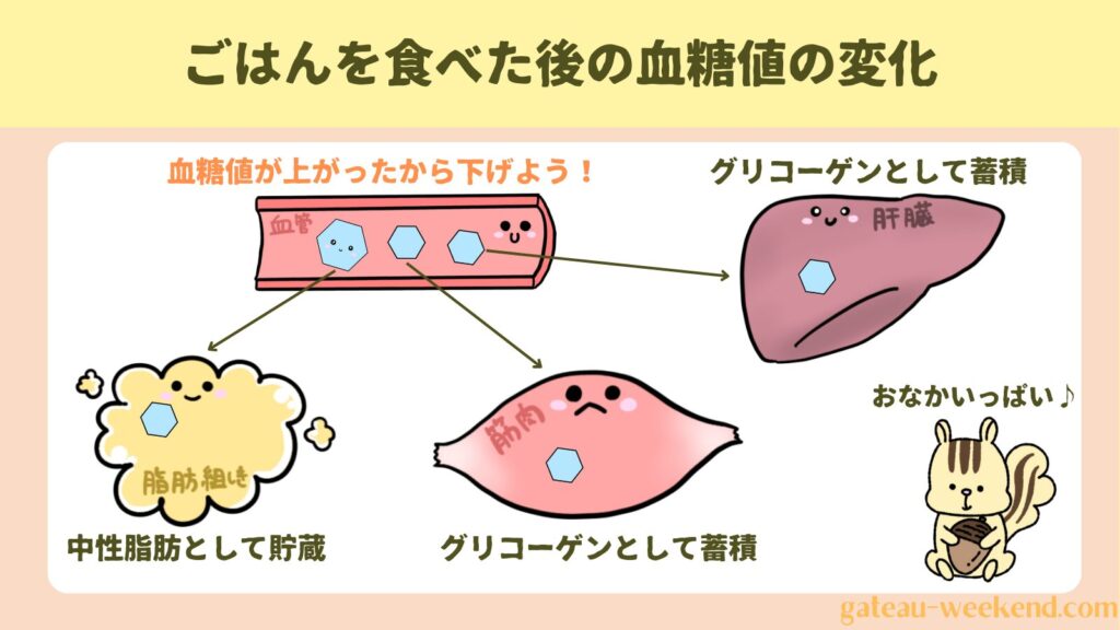 ご飯を食べた後の血糖値の変化