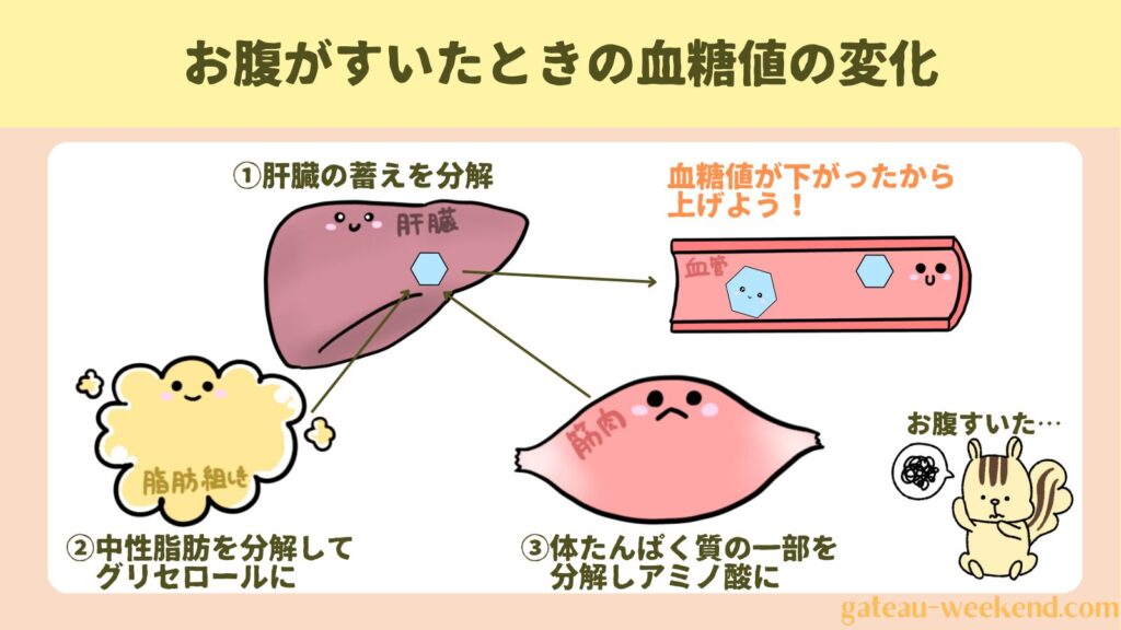 お腹がすいたときの血糖値の変化